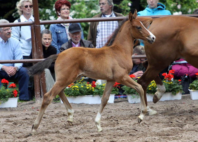 Trakehner Hengstfohlen von Exclusiv x Prognoz ox, Foto: Ulrike Sahm-Ltteken, Trakehner Gestt Hmelschenburg