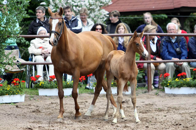 Trakehner Hengstfohlen von Exclusiv x Prognoz ox, Foto: Ulrike Sahm-Ltteken, Trakehner Gestt Hmelschenburg
