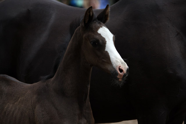Trakehner Hengstfohlen von Exclusiv x Le Duc - Dmon ox, Foto: Ulrike Sahm-Lttecken, Trakehner Gestt Hmelschenburg
