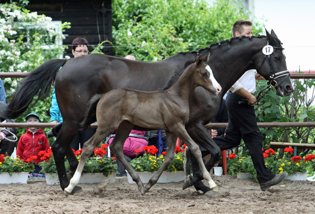 Trakehner Hengstfohlen von Exclusiv x Le Duc - Dmon ox, Foto: Ulrike Sahm-Lttecken, Trakehner Gestt Hmelschenburg