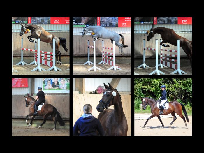 Unsere Trakehner Stuten wurden am 22.09.2024 in Uslar erfolgreich leistungsgeprft - Gestt Hmelschenburg - Beate Langels