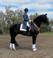 Trakehner Hengst Odin SR von Kostolany in den USA gekrt - Foto von Ashley Giles Boyd - Gestt Hmelschenburg - Beate Langels