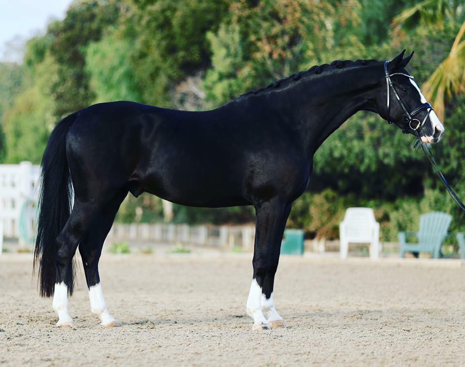 3jhriger Oldenburger von De Niro u.d. Schwalbendiva v. Totilas - 28. August 2015 - Foto Beate Langels - Gestt Hmelschenburg