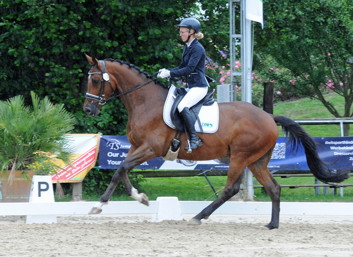 Vino v. High Motion x Exclusiv x Showmaster - Foto Beate Langels - Gestt Hmelschenburg