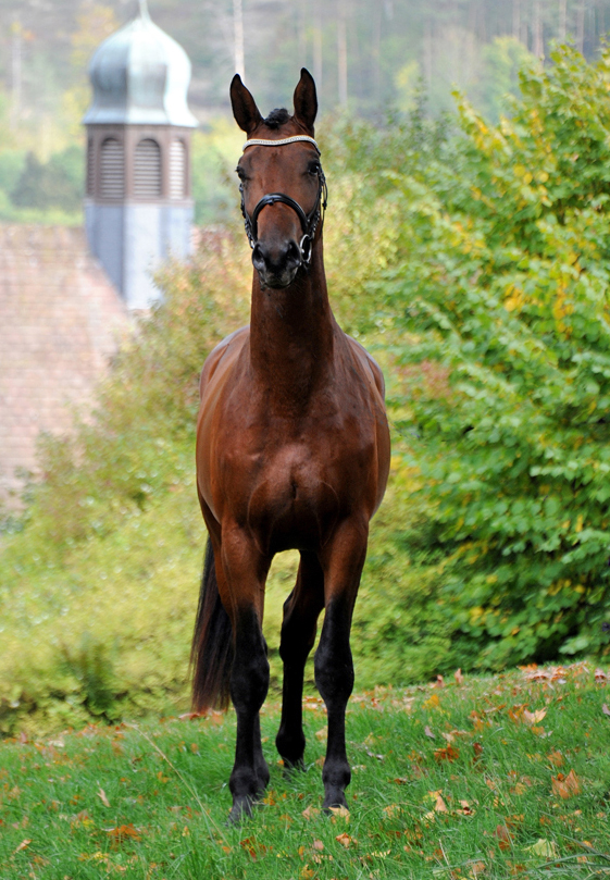 Impressionen vom Oktober 2022 - Trakehner Gestt Hmelschenburg  - Foto: Beate Langels