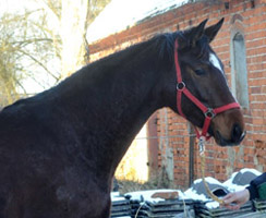 Val de Vienne v. Exclusiv - Showmaster, Foto: Beate Langels, Gest�t H�melschenburg