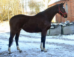 Val de Vienne v. Exclusiv - Showmaster, Foto: Beate Langels, Gest�t H�melschenburg