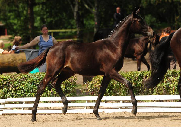 Valerija - 3. Platz beim 1. Trakehner Fohlenchampionates von Niedersachsen - Stutfohlen von Singolo u.d. Prmienstute Klassic v. Freudenfest - Foto: Beate Langels - Trakehner Gestt Hmelschenburg