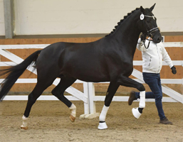 Trakehner Hengst Idealerweise von Mescalero u.d. Pr.u. Elitestute Inschi's Songline v. Songline, Foto: Peter Richterich - Gestt Hmelschenburg