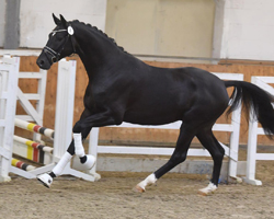 Trakehner Hengst Idealerweise von Mescalero u.d. Pr.u. Elitestute Inschi's Songline v. Songline, Foto: Volker Dusche  - Gestt Hmelschenburg