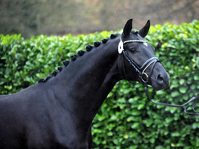 Idealerweise von Mescalero x Songline - Foto Volke Dusche