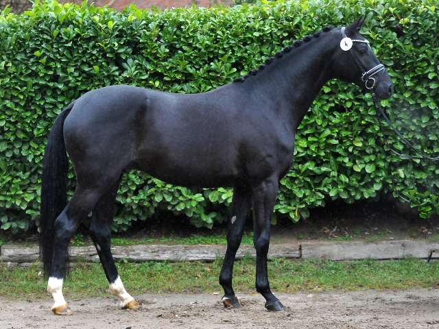 Idealerweise von Mescalero x Songline - Foto Volke Dusche