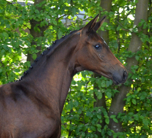 Val de Kallie - Trakehner Filly by Karakallis out of Val de Vienne by Exclusiv - Foto  Pia Elger