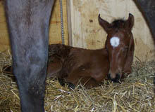 wenige Stunden alt: Trakehner Stutfohlen von Freudenfest u.d. Pr.St. Verouschka v. Perechlest, Foto: P. Schlumpf