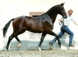 2-jhriger Trakehner Hengst VIAREGGIO v. Exclusiv u.d. Vicenza v. Showmaster, im August 2006