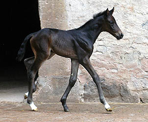 Trakehnr Filly by Exclusiv out of Vicenza by Showmaster