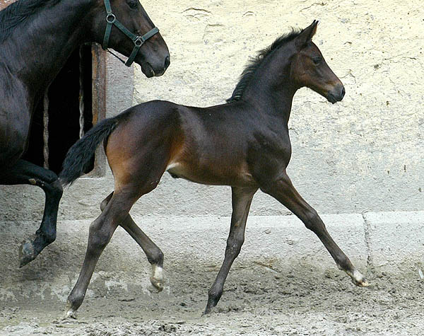 Vitalia - Trakehner Filly by Exclusiv out of Vicenza by Showmaster
