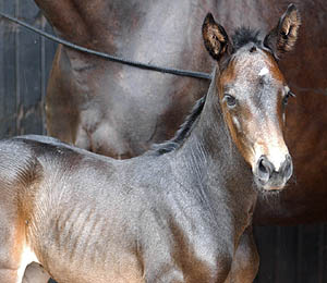 Vitalia - Trakehnr Filly by Exclusiv out of Vicenza by Showmaster