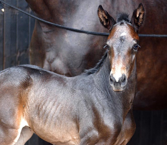Vitalia - Trakehnr Filly by Exclusiv out of Vicenza by Showmaster
