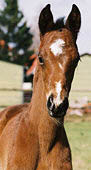 Vivien by Summertime out of premium-mare Vis-a-Vis by Kostolany; photo: Stephan Bischoff