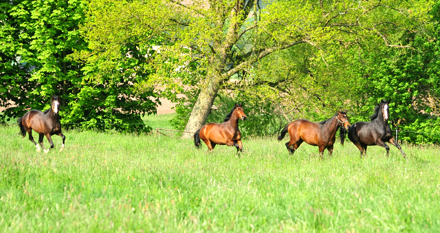 Zweijhrige Hengste - Foto: Beate Langels - 
Trakehner Gestt Hmelschenburg