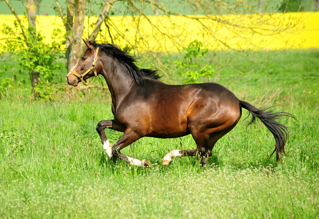 Zweijhrige Hengste - Foto: Beate Langels - 
Trakehner Gestt Hmelschenburg