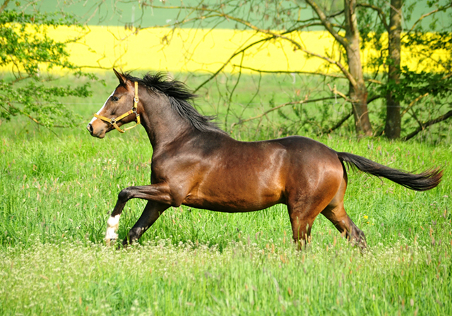 Zweijhrige Hengste - Foto: Beate Langels - 
Trakehner Gestt Hmelschenburg