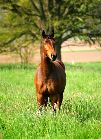 Zweijhrige Hengste - Foto: Beate Langels - 
Trakehner Gestt Hmelschenburg