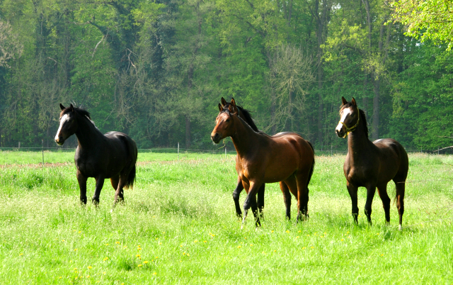 Zweijhrige Hengste - Foto: Beate Langels - 
Trakehner Gestt Hmelschenburg