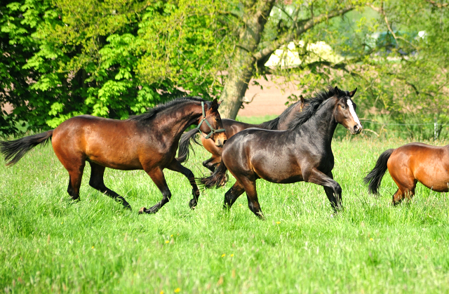 Zweijhrige Hengste - Foto: Beate Langels - 
Trakehner Gestt Hmelschenburg