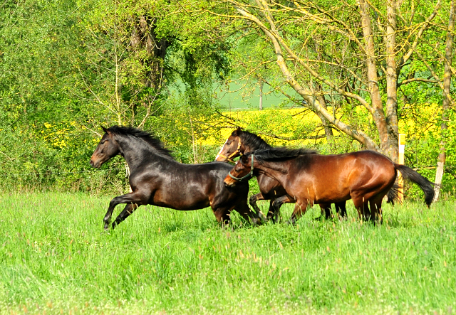 Zweijhrige Hengste - Foto: Beate Langels - 
Trakehner Gestt Hmelschenburg