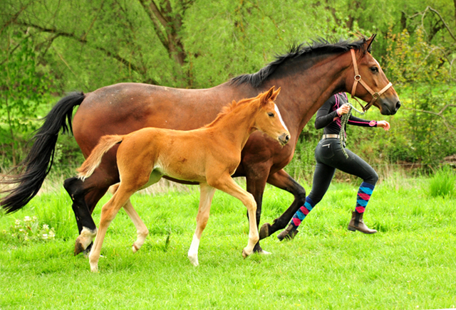 Stutfohlen von High Motion u.d. Pr.St. Karida v. Oliver Twist - Foto: Pia Elger - Trakehner Gestt Hmelschenburg