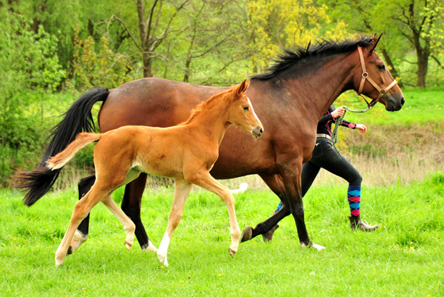 Stutfohlen von High Motion u.d. Pr.St. Karida v. Oliver Twist - Foto: Pia Elger - Trakehner Gestt Hmelschenburg