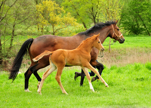 Stutfohlen von High Motion u.d. Pr.St. Karida v. Oliver Twist - Foto: Pia Elger - Trakehner Gestt Hmelschenburg