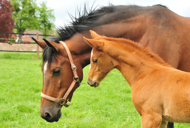 Stutfohlen von High Motion u.d. Pr.St. Karida v. Oliver Twist - Foto: Pia Elger - Trakehner Gestt Hmelschenburg