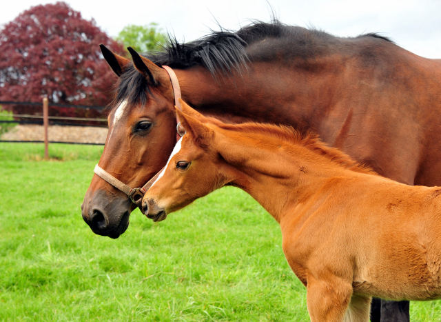 Stutfohlen von High Motion u.d. Pr.St. Karida v. Oliver Twist - Foto: Pia Elger - Trakehner Gestt Hmelschenburg