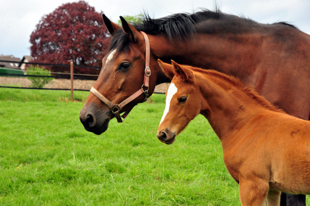 Stutfohlen von High Motion u.d. Pr.St. Karida v. Oliver Twist - Foto: Pia Elger - Trakehner Gestt Hmelschenburg