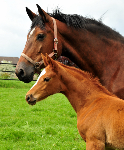 Trakehner Mare by High Motion out of Pr.St. Karida by Oliver Twist - Foto: Beate Langels - Trakehner Gestt Hmelschenburg