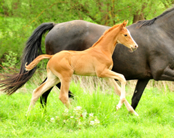 Impressionen vom Mai 2020 - Trakehner Gestt Hmelschenburg 2020 - Foto: Beate Langels