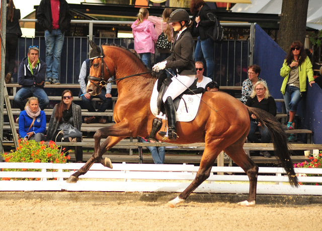 High Motion von Saint Cyr u.d. Pr.u.Elitestute Hanna v. Summertime - Foto: Beate Langels - Trakehner Gestt Hmelschenburg