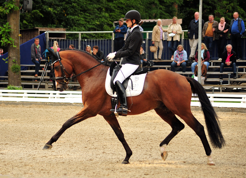 High Motion von Saint Cyr u.d. Pr.u.Elitestute Hanna v. Summertime - Foto: Beate Langels - Trakehner Gestt Hmelschenburg