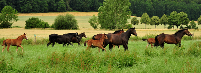 Stuten und Fohlen im Trakehner Gestt Hmelschenburg - Foto: Beate Langels