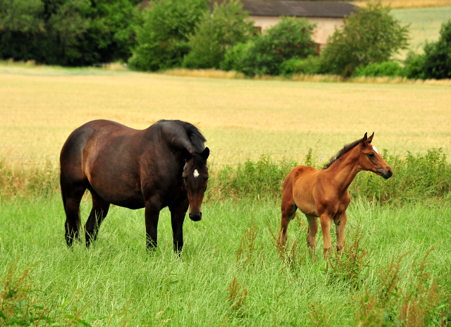 Valentine und ihre Tochter Valenzia v. Zauberdeyk  im Trakehner Gestt Hmelschenburg - Foto: Beate Langels