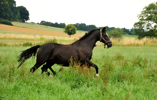 Greta Garbo (20jhrig) im Trakehner Gestt Hmelschenburg - Foto: Beate Langels