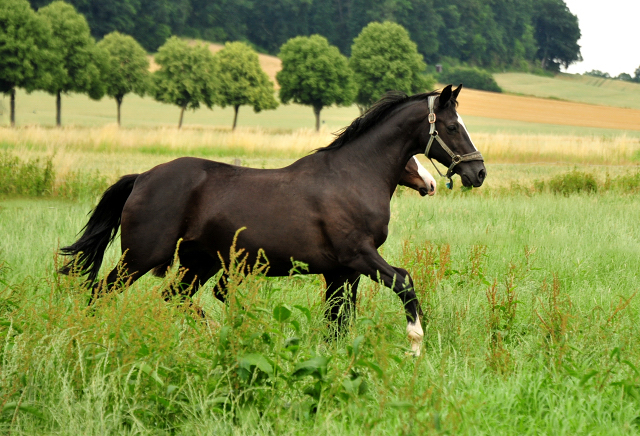 Stuten und Fohlen im Trakehner Gestt Hmelschenburg - Foto: Beate Langels