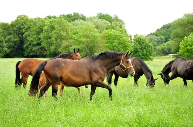 Tacyra v. Saint Cyr im Trakehner Gestt Hmelschenburg - Foto: Beate Langels