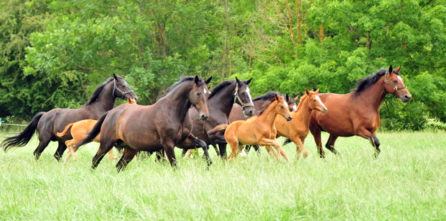 Stuten und Fohlen im Trakehner Gestt Hmelschenburg - Foto: Beate Langels