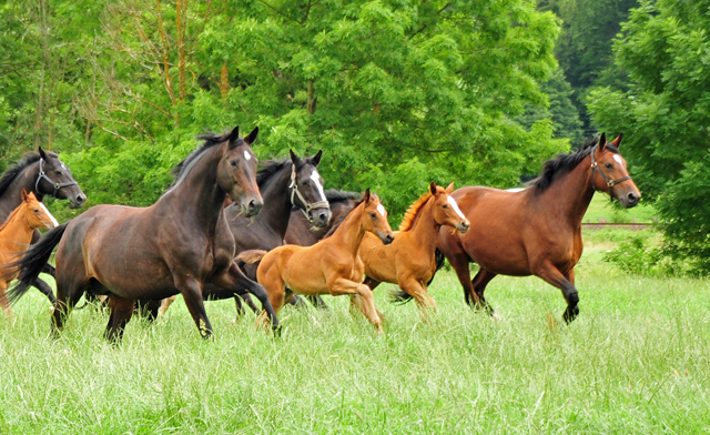 Stuten und Fohlen im Trakehner Gestt Hmelschenburg - Foto: Beate Langels