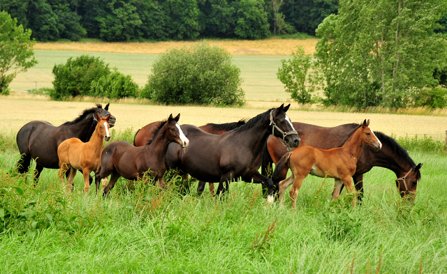 Stuten und Fohlen im Trakehner Gestt Hmelschenburg - Foto: Beate Langels