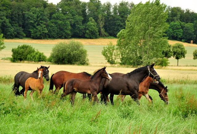 Stuten und Fohlen im Trakehner Gestt Hmelschenburg - Foto: Beate Langels